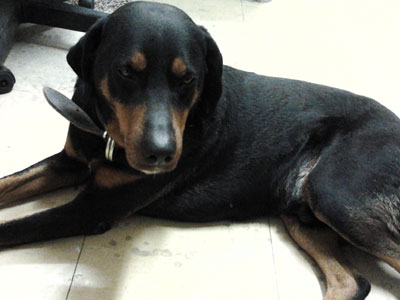 Χάθηκε ο Fidel